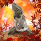 Ágaskodó mókus prémium