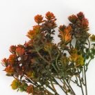 Mini pozsgás csokor barna