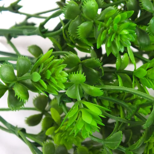 Mini pozsgás csokor zöld