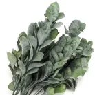 Babér csokor sötétzöld