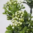 Bigyibogyó csokor fehér