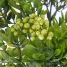 Bigyibogyó csokor zöld