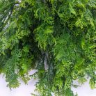 Smaragd thuja csokor sötétzöld