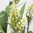 Muscari csokor krém 2db/csomag