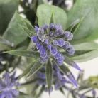 Muscari csokor lila 2db/csomag