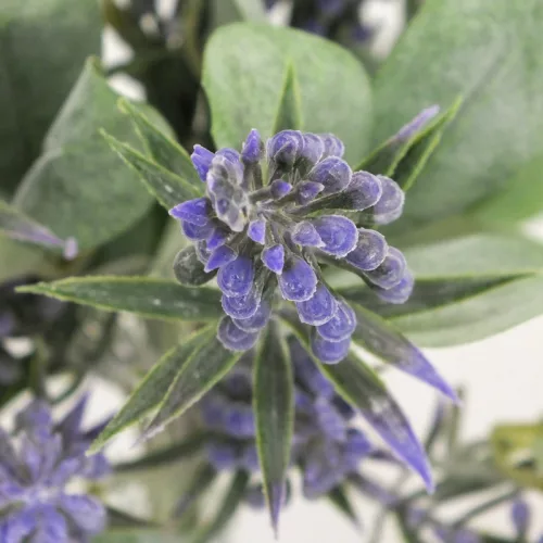 Muscari csokor lila 2db/csomag