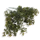 Buxus csokor sárgászöld