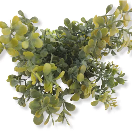 Buxus csokor sárgászöld