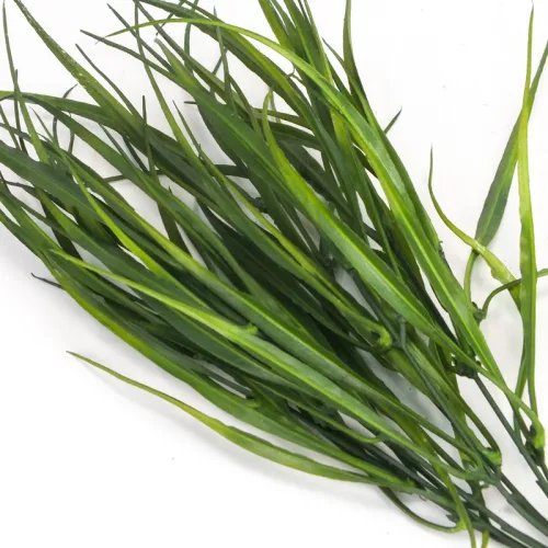 Fűcsokor sötétzöld