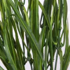 Fűcsokor sötétzöld