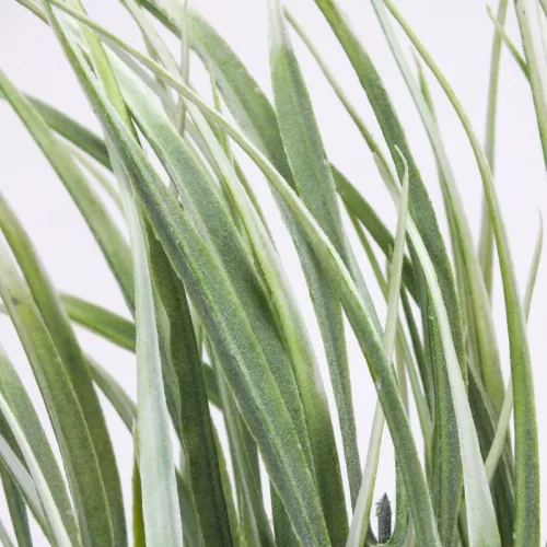 Fűcsokor világoszöld