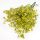 Rezgő csokor- sárga 2db/csomag