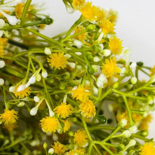 Rezgő csokor- sárga 2db/csomag