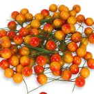  Beszúrós bogyó narancs 1cm 100/cs