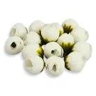Begónia virágfej fehér 2cm 15db/csom