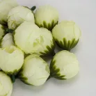 Begónia virágfej krém 2cm 15db/csom