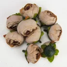 Begónia virágfej cirmos barack 3,5cm 10db/csom