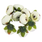 Begónia virágfej krém 3,5cm 10db/csom