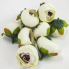 Begónia virágfej krém 3,5cm 10db/csom