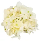 Hortenzia virágfej 10cm fehér