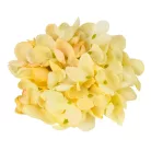 Hortenzia virágfej 10cm krém