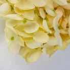 Hortenzia virágfej 10cm krém