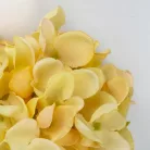 Hortenzia virágfej 10cm krém