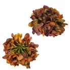 Hortenzia virágfej 10cm vintage barna