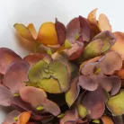 Hortenzia virágfej 10cm vintage barna