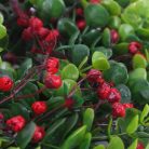 Koszorú piros bogyókkal 39cm 100/#