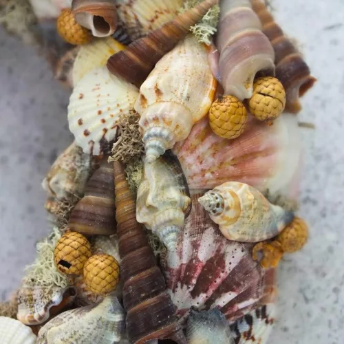 Csináld magad - Tengeri hangulatú kagylós kopogtató